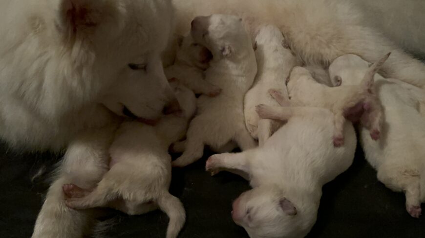 Purebred Samoyed puppies