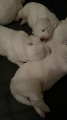 Purebred Samoyed puppies