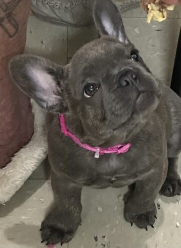 Girl French bulldog