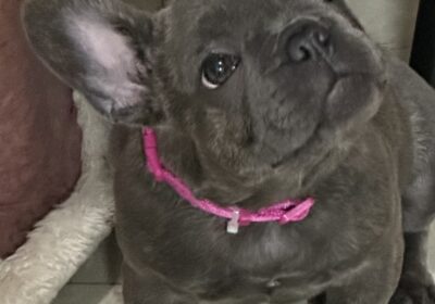 Girl French bulldog