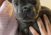 Girl French bulldog