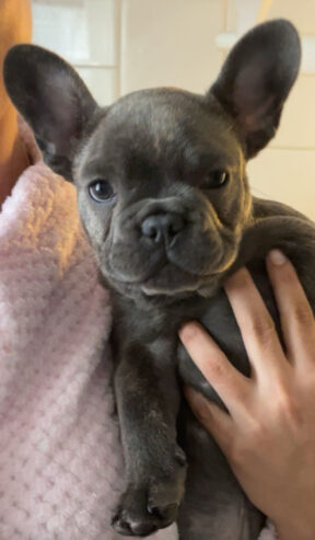 Girl French bulldog