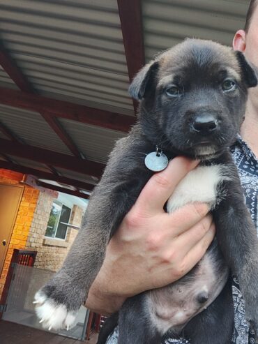 Alaskan Malamute x pups