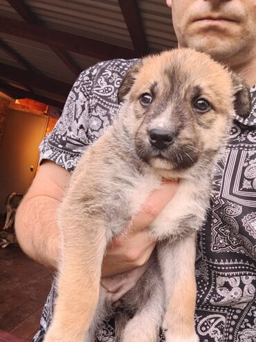 Alaskan Malamute x pups