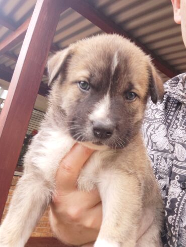 Alaskan Malamute x pups