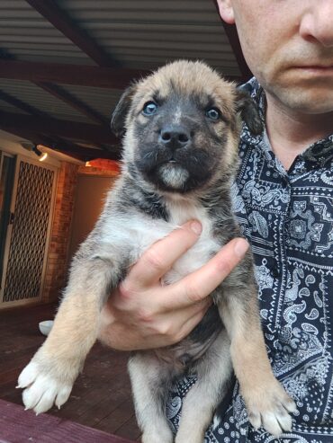 Alaskan Malamute x pups