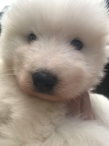 Purebred Samoyed puppies