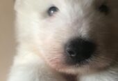 Purebred Samoyed puppies