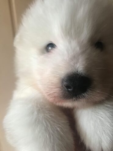 Purebred Samoyed puppies