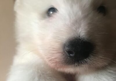 Purebred Samoyed puppies