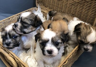 Shih Tzu Maltes Puppies