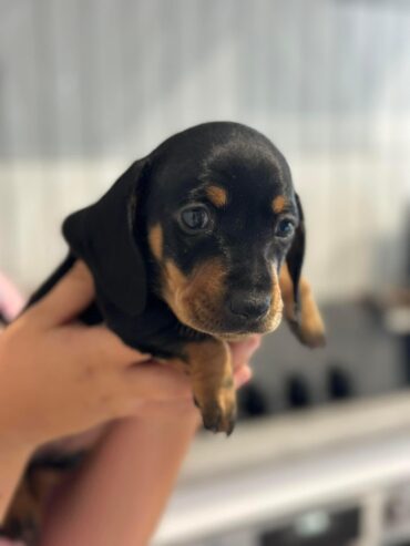 Miniature daschound