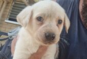 Labrador puppies