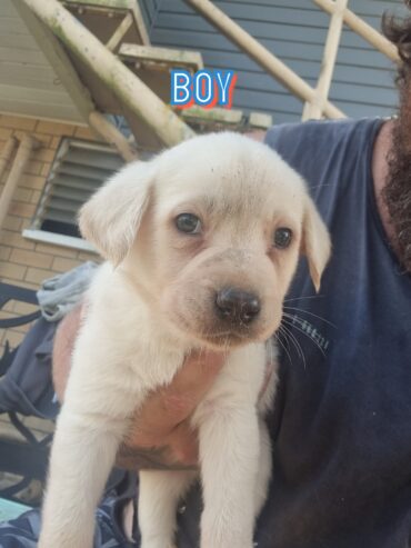 Labrador puppies