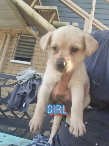 Labrador puppies