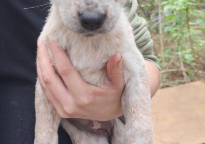 Cattle Dog Puppies