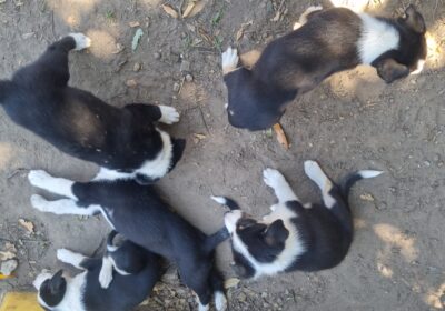 10 Puppies for sale