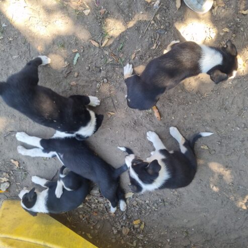 10 Puppies for sale