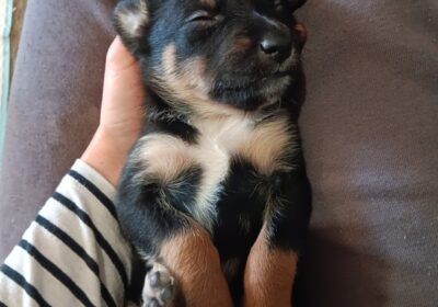 8 black and tan kelpie pups