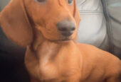 Miniature Dachshund