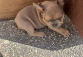 Pure Breed French bulldog puppies