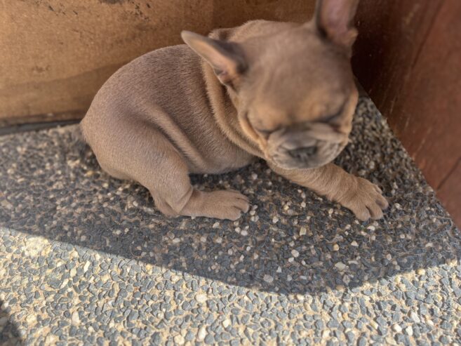 Pure Breed French bulldog puppies