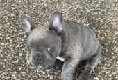 Pure Breed French bulldog puppies