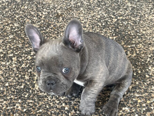 Pure Breed French bulldog puppies