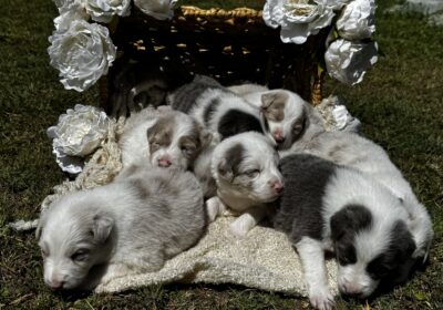 Border Collie Puppies