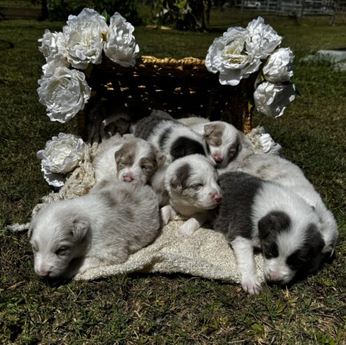 Border Collie Puppies