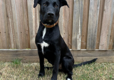 Border collie short hair