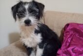 Border Collie/Lhasa Apso