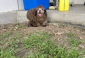 Male Brown toy poodle