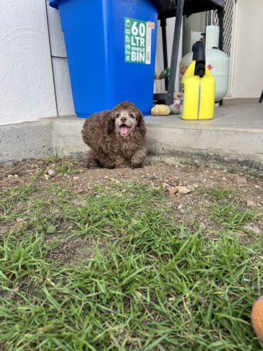 Male Brown toy poodle