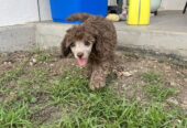 Male Brown toy poodle