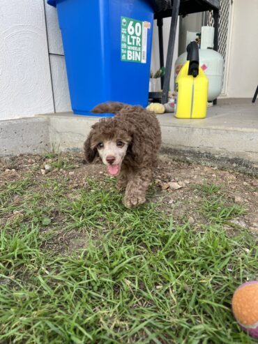 Male Brown toy poodle