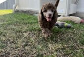 Male Brown toy poodle