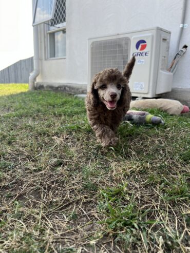 Male Brown toy poodle