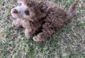 Male Brown toy poodle