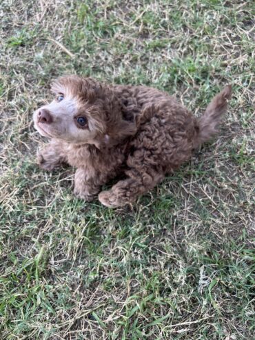 Male Brown toy poodle