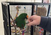 Electus parrot