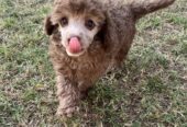 Male Brown toy poodle