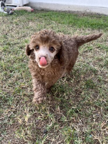 Male Brown toy poodle