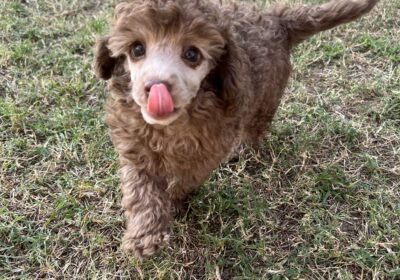 Male Brown toy poodle