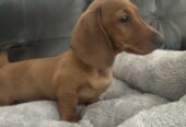 Miniature Dachshund