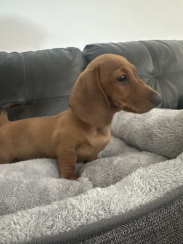 Miniature Dachshund