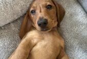 Miniature Dachshund