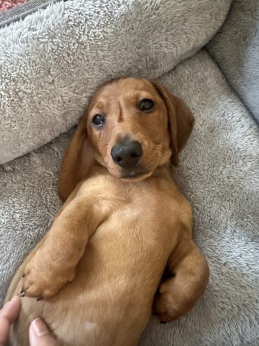 Miniature Dachshund