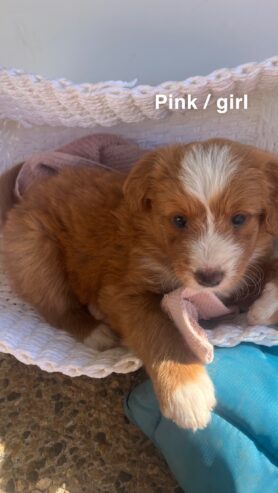 border collie x poodle