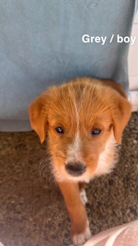 border collie x poodle